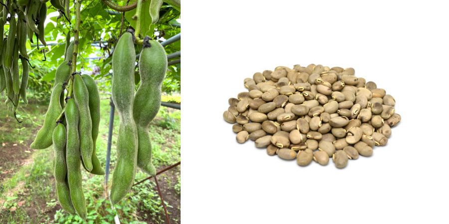 ムクナ鞘（左）、乾燥されたムクナ豆（右）